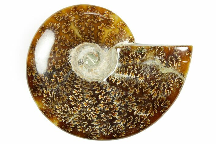 Polished Ammonite (Cleoniceras) Fossil - Madagascar #365055